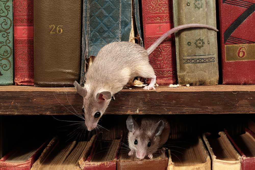 Comment se débarrasser des souris dans sa maison ? - Qualitel
