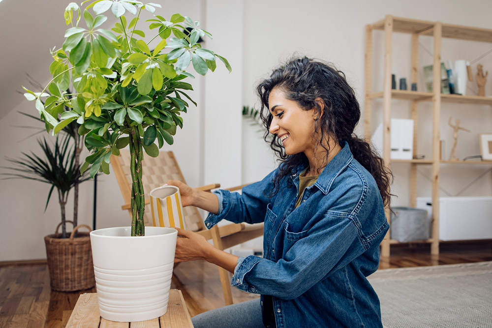 Plantes d'intrieurs : 5 ides reues - Qualitel | Particuliers