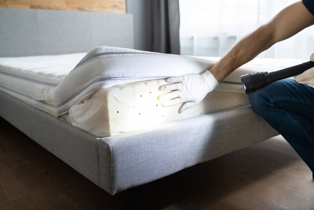 Traiter les punaises de lit au nettoyeur vapeur - Explications
