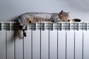Chat-chauffage gaz